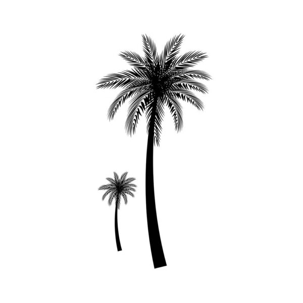 Palm Tree